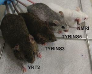 Ratones transgénicos utilizados en este trabajo de investigación 