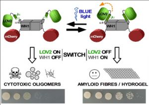 OPTOBIOTICS: novel antibacterial proteins activated by blue light