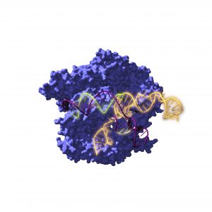 Imagen de Cas9, una enzima endonucleasa asociada con el sistema CRISPR, actuando sobre el ADN objetivo. 