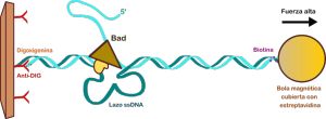 Empleando las pinzas magnéticas podemos estudiar en detalle el mecanismo mediante el que la helicasa-nucleasa Bad desenrolla la doble hélice de ADN
