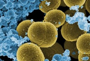 Bacteria de Staphilococcus aureus