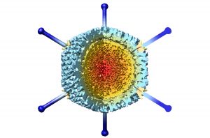 Adenovirus con la cápsida en azul, abierta para mostrar el genoma (amarillo-naranja)