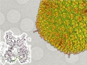 Reconstrucción a partir de datos de criomicroscopía electrónica de adenovirus humano. Abajo a la izquierda se muestra un detalle de la zona de la cápsida por la cual compiten las proteínas VI y VII.