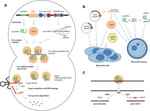 Sistema CRISPR-Cas natural propio de bacterias para defenderse de virus (a) y herramientas derivadas para la edición génica en células de mamíferos (b y c).