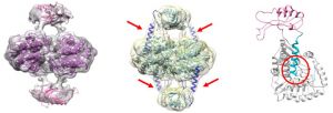 Izquierda, estructura de la enzima TH. Centro, estructura de la enzima tirosina hidroxilasa en presencia de dopamina, que puede actuar como retroinhibidor. Derecha, imagen de la estructura de un solo monómero en el que la citada hélice (azul) penetra en el centro activo (marcado con un círculo rojo) y lo bloquea. 