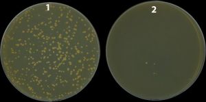 A Mycobacterium strain in which the nucS gene (1) was eliminated produces a large number of mutants resistant to the antibiotic in the Petri dish (rifampicin), while the wild-type strain (with the active nucS gene) produces many fewer mutants (2)