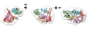 Las chaperonas moleculares intervienen también en la degradación de proteínas gracias a su flexibilidad