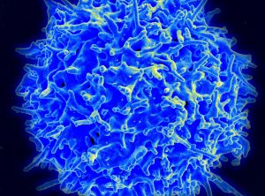 Imagen de micrografía de un linfocito T humano del sistema inmunitario. 
