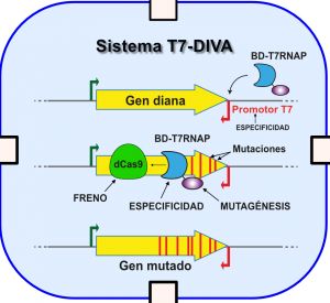 Diagrama del nuevo sistema de mutagénesis in vivo T7-DIVA