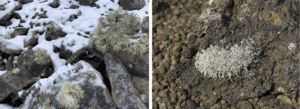 Ambas imágenes muestran rocas colonizadas por líquenes y que pueden contener una gran diversidad de microorganismos, a la izquierda rocas de áreas deglaciadas en la Antártida, a la derecha lavas de Islandia.  
