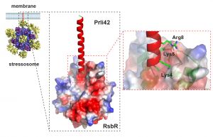 B)	Modelo de actuación de la mini-proteína Prli42 como anclaje del estresosoma a la membrana