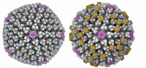 Diferencias entre las cápsidas de un adenovirus humano (izquierda) y de lagarto (derecha) donde se observan la proteína IX y LH3 respectivamente (oro). 