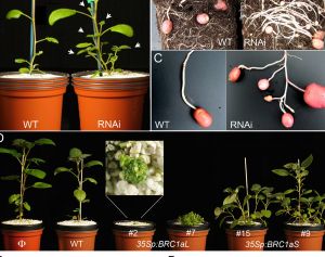 Mechanism identified by which the potato plant controls branch and runner formation