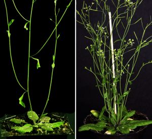 Arabidopsis thaliana with different branching patterns