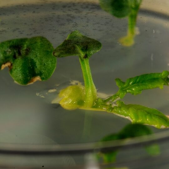 GeneticaPlantas