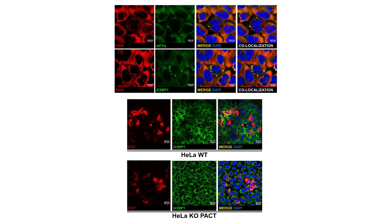 DEDIEGO RESEARCH IMAGE