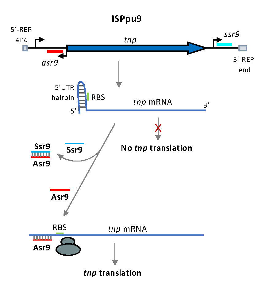 FRojo-Fig.2