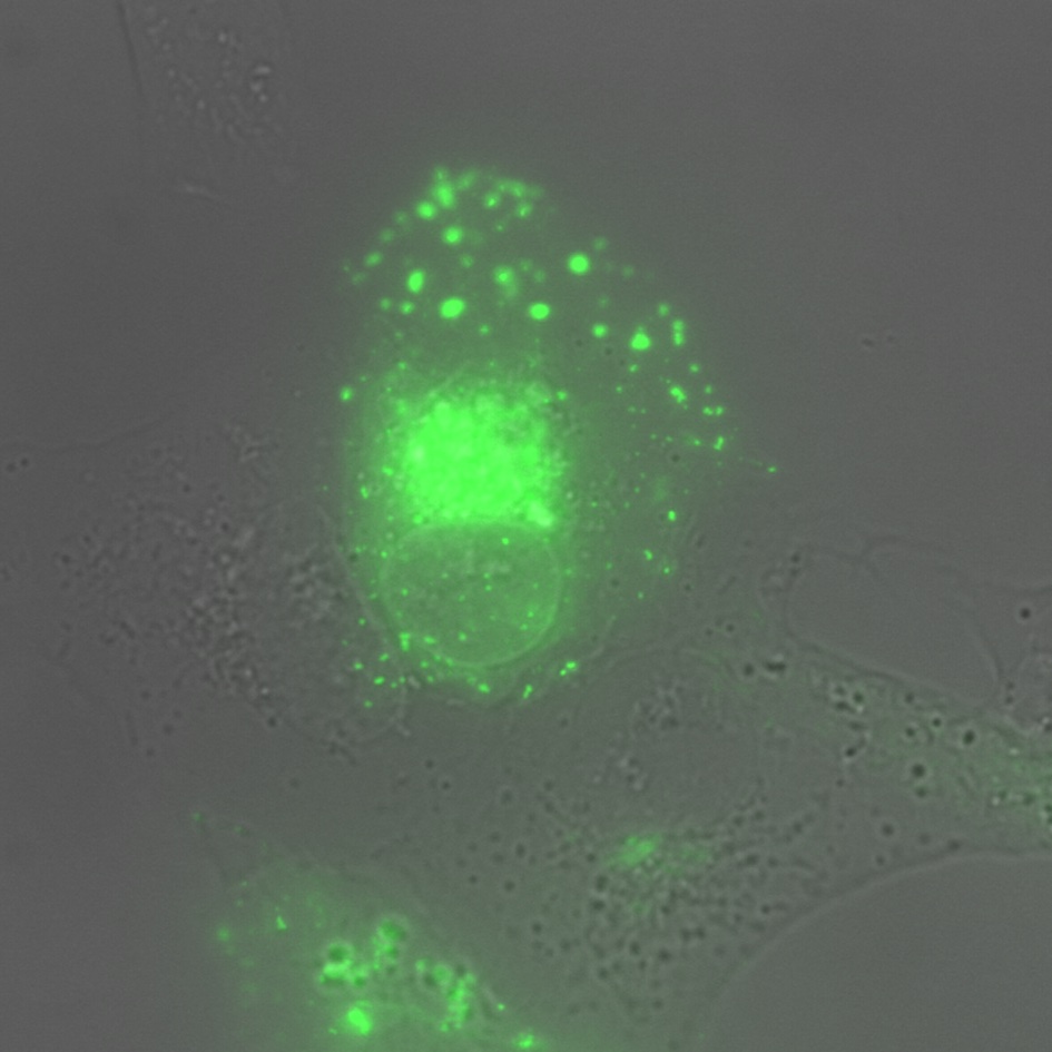 ImageJ=1.43uimages=23slices=23fps=3.000003000003loop=false