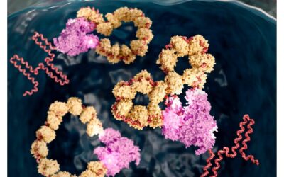 Visualizan por primera vez cómo se produce la multiplicación del genoma del virus de la gripe