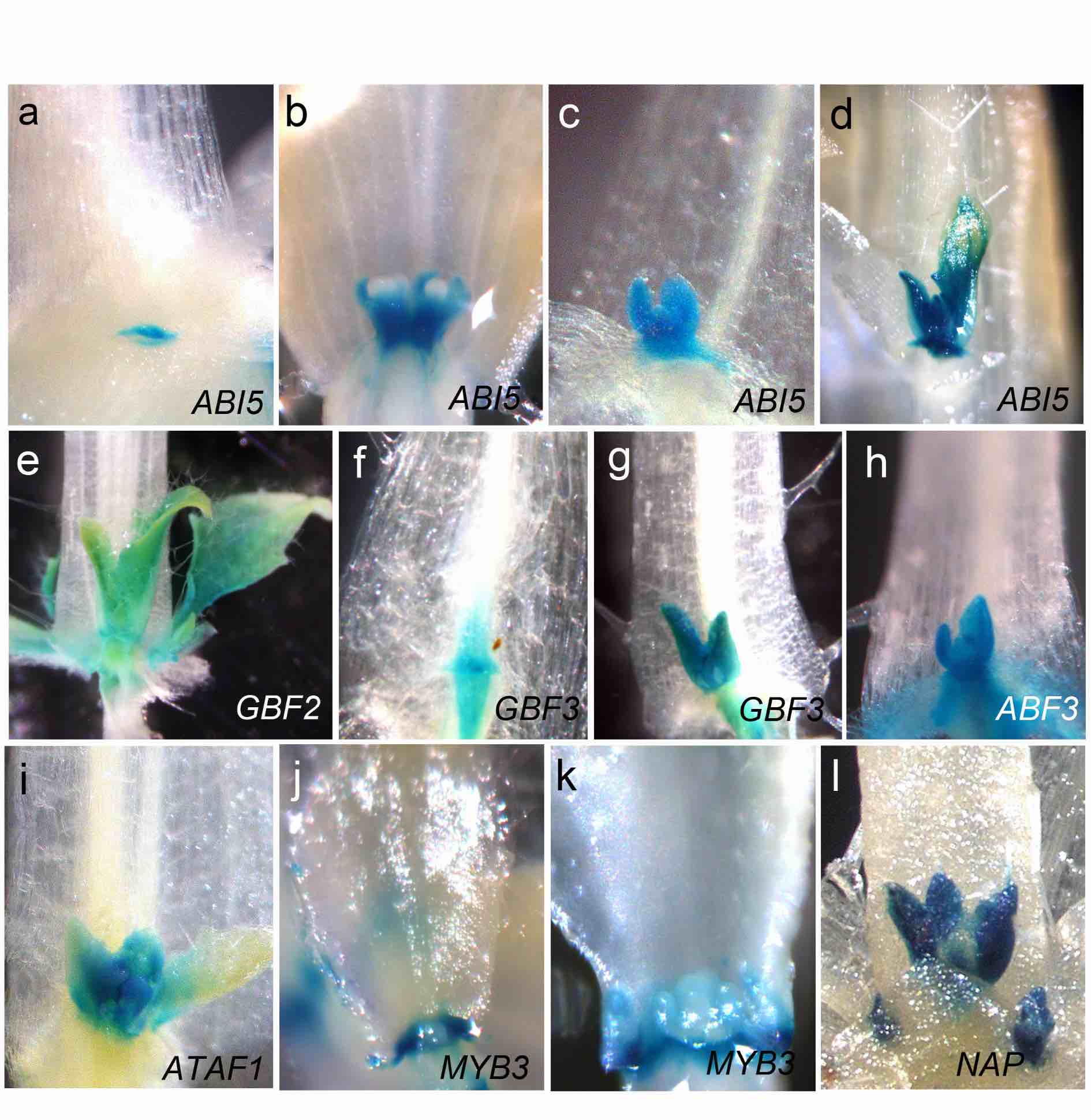 figura Cubas results