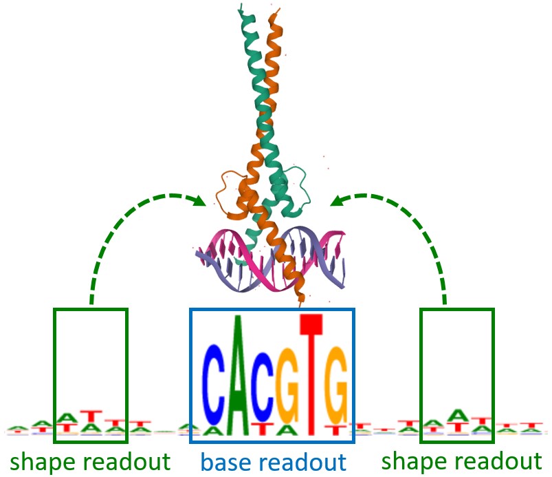 Fig1