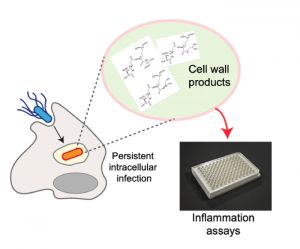 tecnologia_cell-wall products