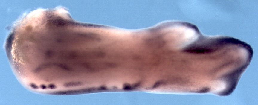 2024_Sanz_Figure1
