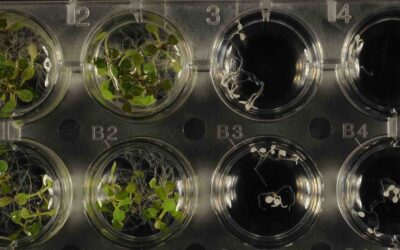 Identificado el mecanismo que controla la actividad de una hormona vegetal esencial en la respuesta a la sequía