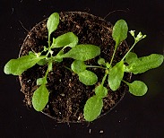 20241114_NdP_hormoan_vegetal y sequía
